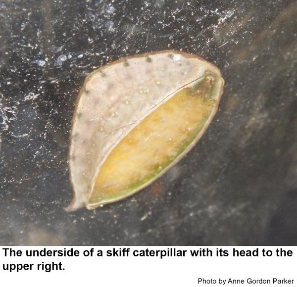 The underside of a skiff caterpillar.